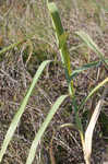 Common reed